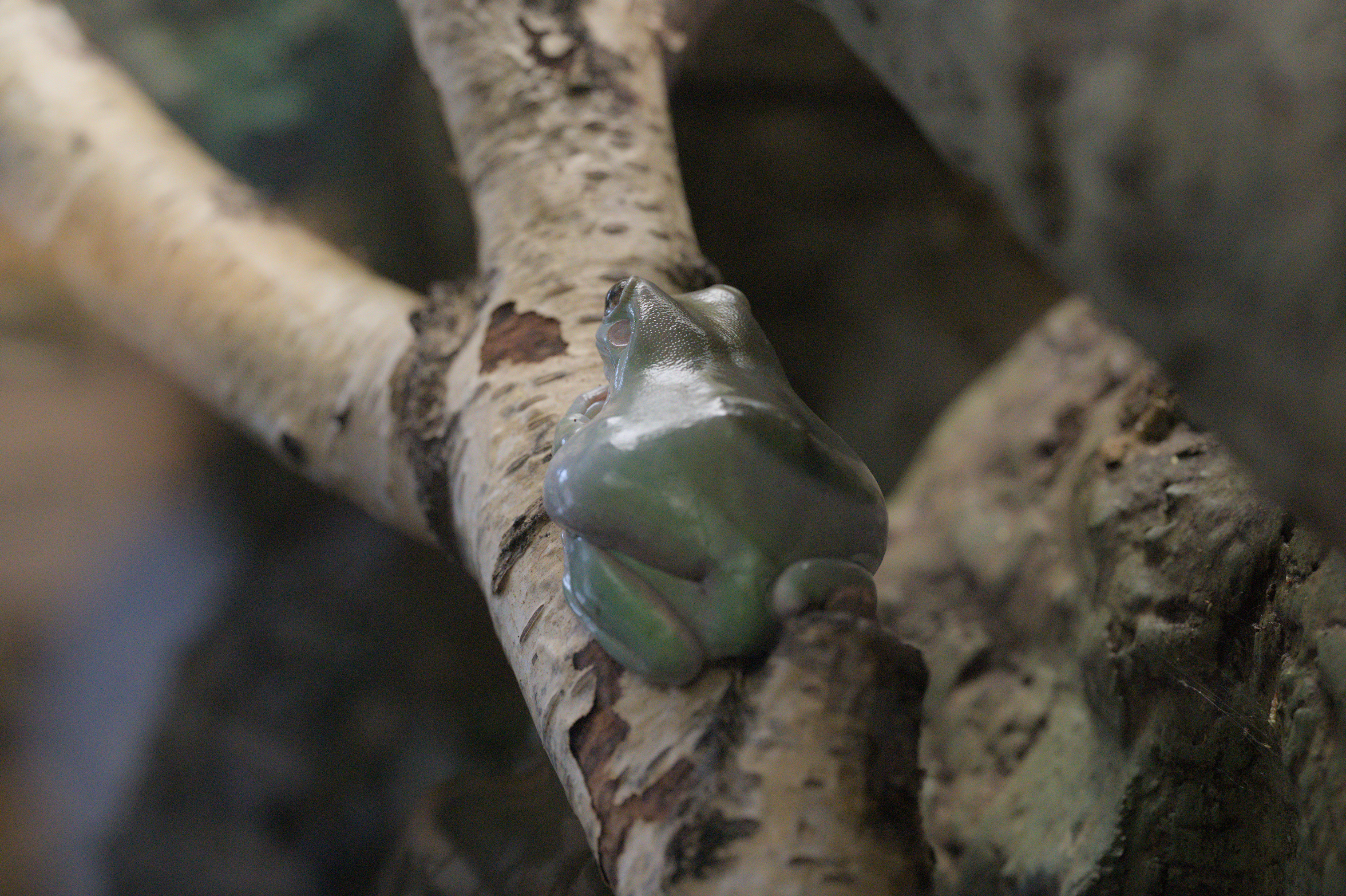 2025/10/12 - zoo/DSC_0173.jpg